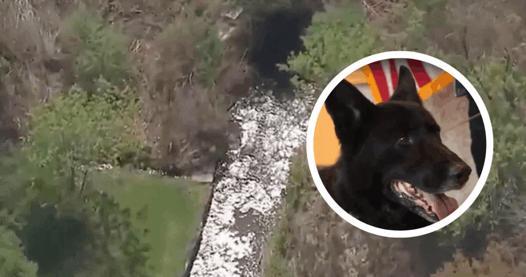 Héroe de 4 Patas: Perro Policía Rescata a Niño Autista Perdido en Estanque