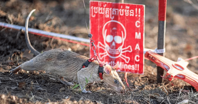 La Extraordinaria Hazaña de Ronin: La Rata Gigante que Supera Récords en la Detección de Minas Antipersona en Camboya