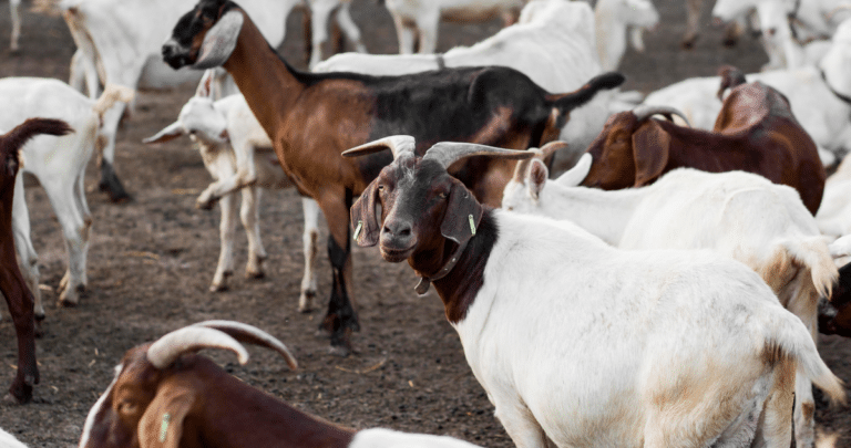 Las Cabras Milagrosas de Abrolhos: Supervivencia Legendaria en una Isla Inhóspita