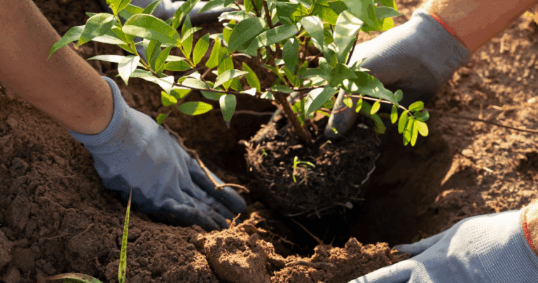 Reforestación Gratuita: Recibe un Árbol Nativo de la UdeC y Ayuda al Medio Ambiente
