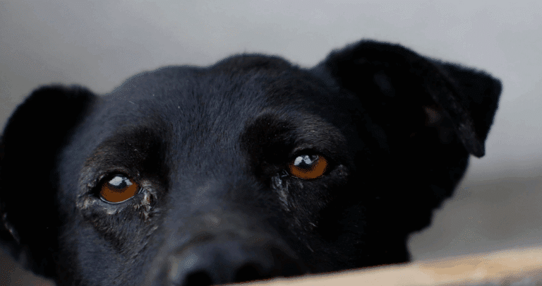 Trágica Muerte de Can: Médico Detenido por Arrastrar Perro Hasta Matarlo en Ruta 5 Norte