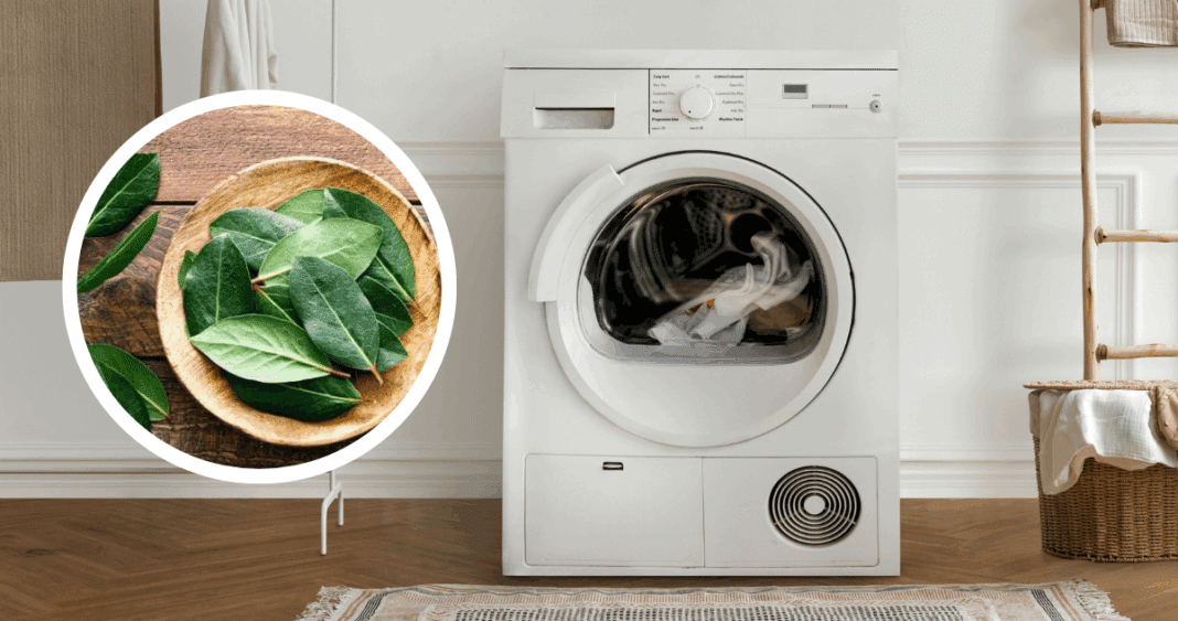 ¡Descubre los Asombrosos Beneficios del Laurel en la Lavadora!