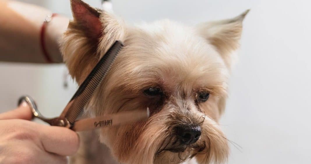 5 Consejos Infalibles para Mantener el Pelaje de tu Mascota Radiante y Saludable