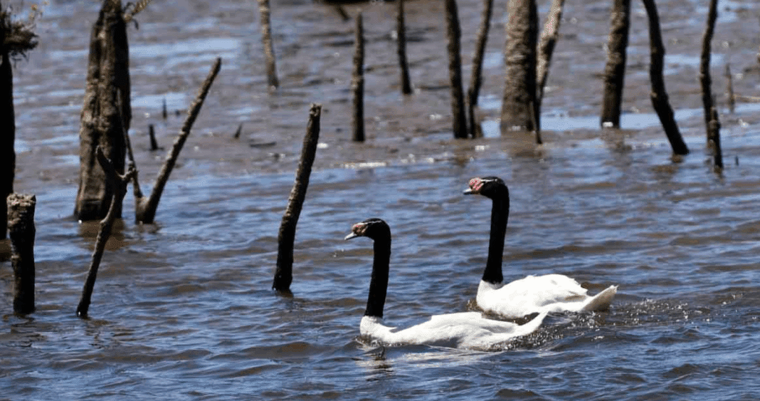 Cisnes Amenazados: Lobos Marinos Atacan Santuario de Vida Silvestre en Los Ríos