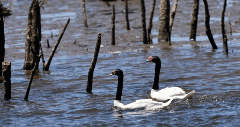Cisnes Amenazados: Lobos Marinos Atacan Santuario de Vida Silvestre en Los Ríos