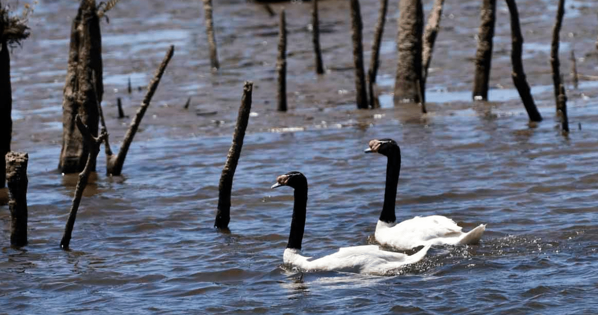 Cisnes Amenazados: Lobos Marinos Atacan Santuario de Vida Silvestre en Los Ríos