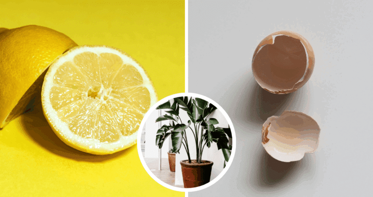 Cómo Aprovechar al Máximo las Cáscaras de Huevo para Tus Plantas