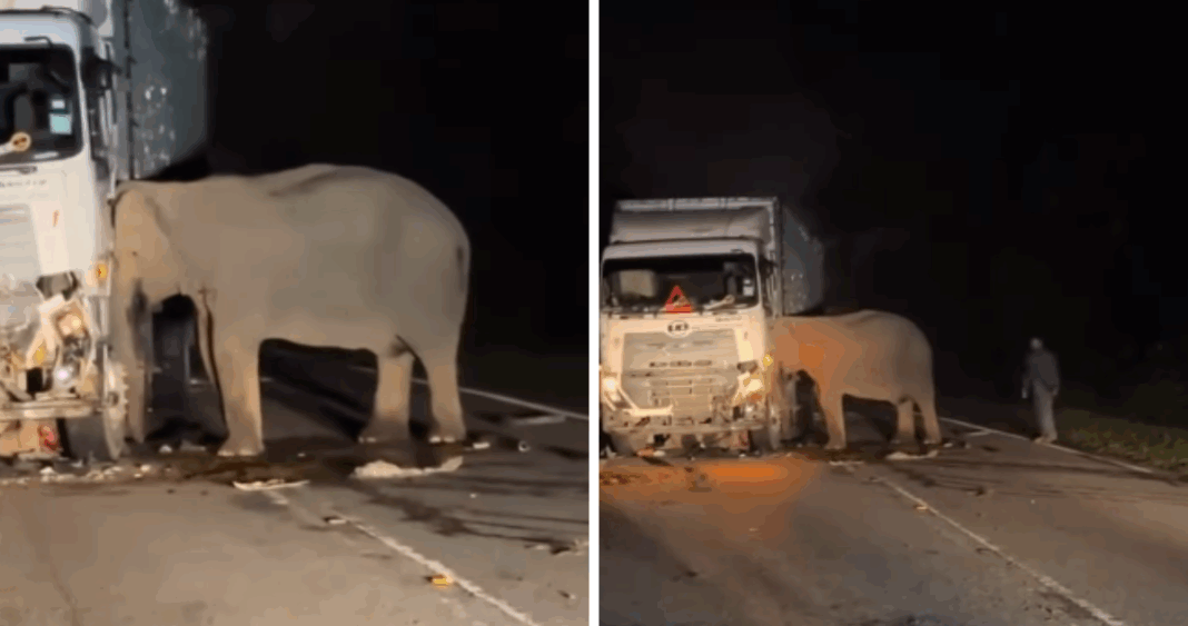 Conmovedora Escena: Madre Elefante se Niega a Abandonar a su Cría Atropellada en Malasia