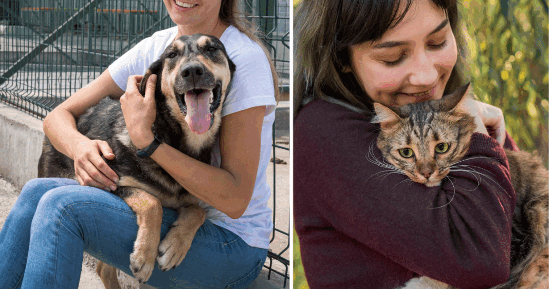 Descubre el Poder de la Adopción: Encuentra a tu Nuevo Compañero Peludo este Fin de Semana