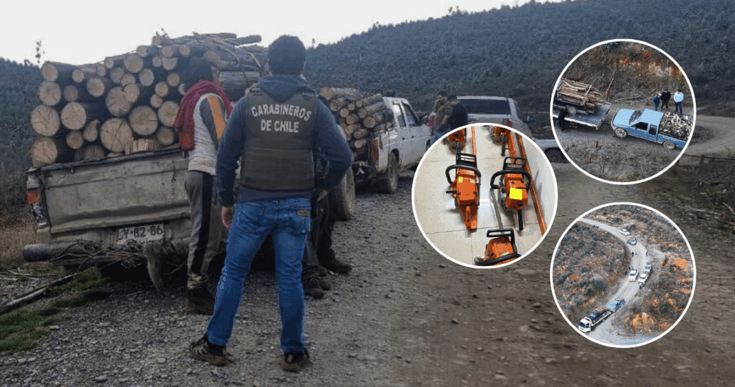 Desmantelan Red de Tala Ilegal de Madera en Bío Bío: 12 Detenidos y Más de  Millón en Pérdidas