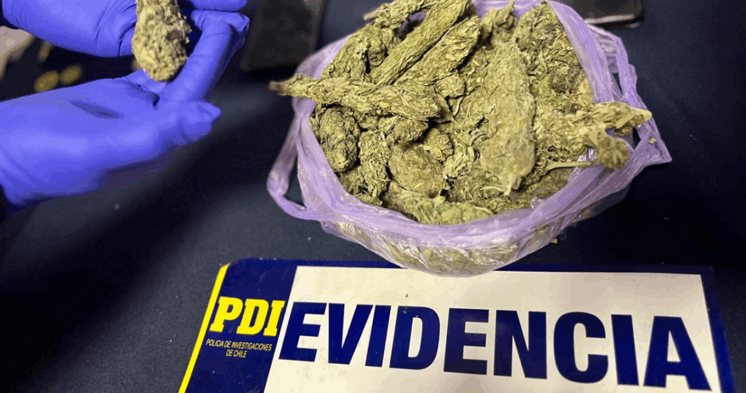 Desmantelando el Tráfico de Drogas en Papudo: Dos Detenidos y 2 Kilos de Marihuana Incautados