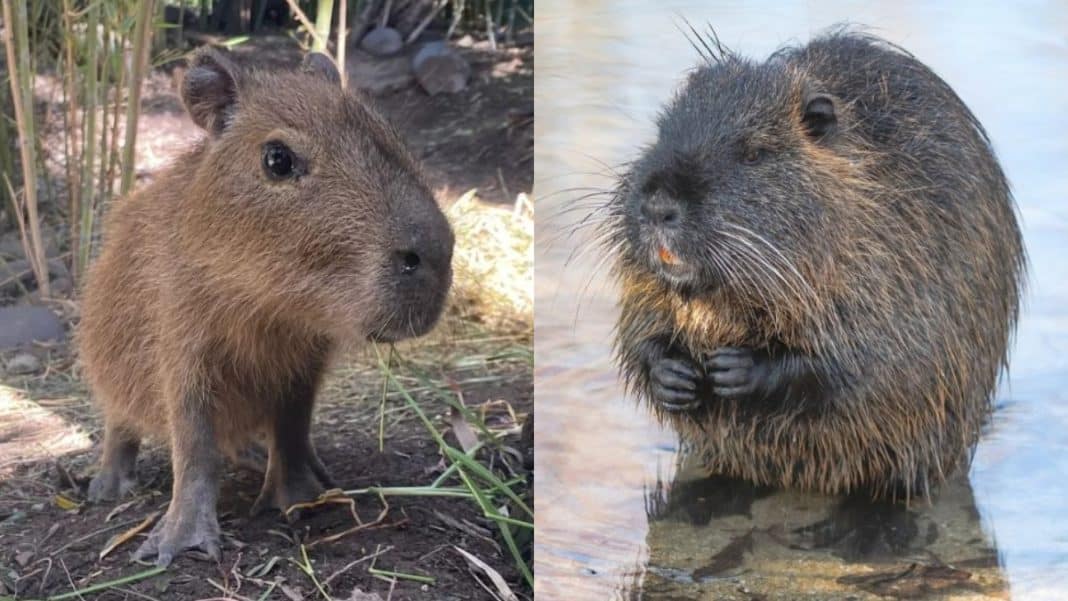 El Auge del Capibara y el Coipo: Dos Roedores Cautivadores de América del Sur