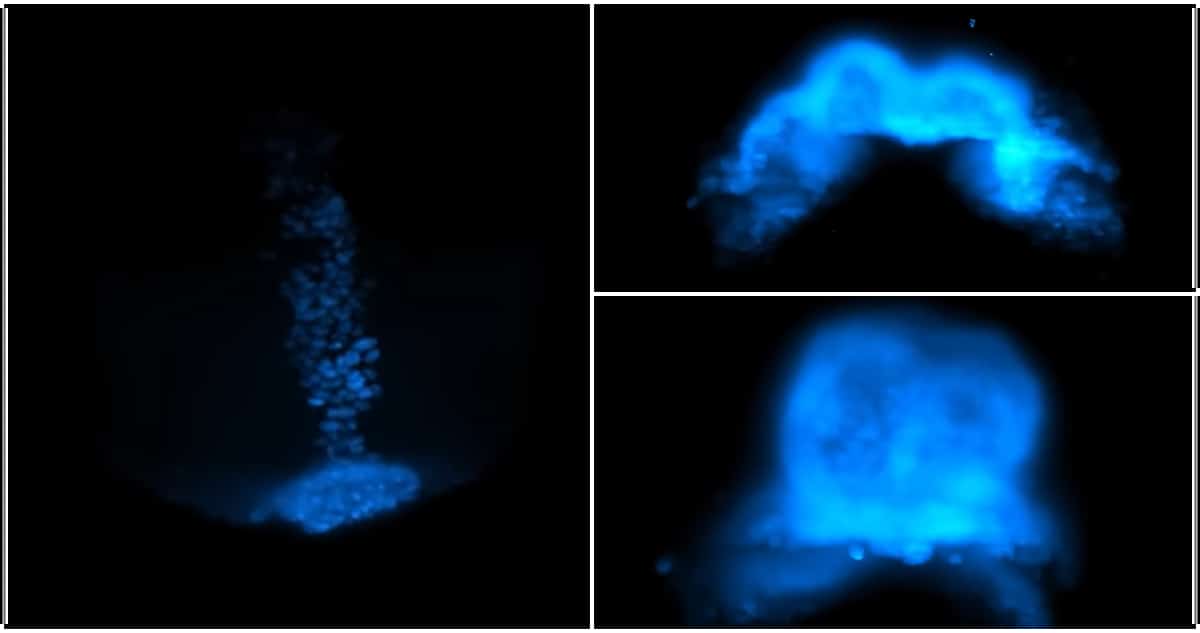 El Fascinante Origen del Corazón: Cómo Comienza a Formarse en los Mamíferos