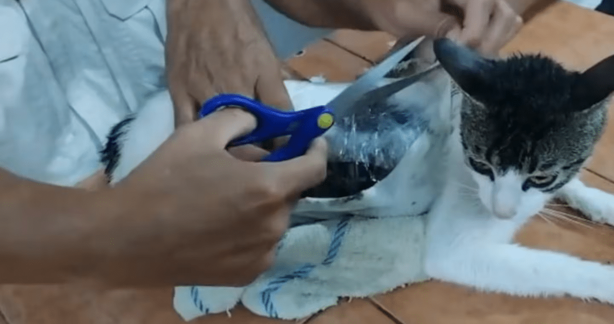 El Gato 'Narco': Cómo una Banda Utilizó a un Felino para Introducir Drogas en una Cárcel de Costa Rica