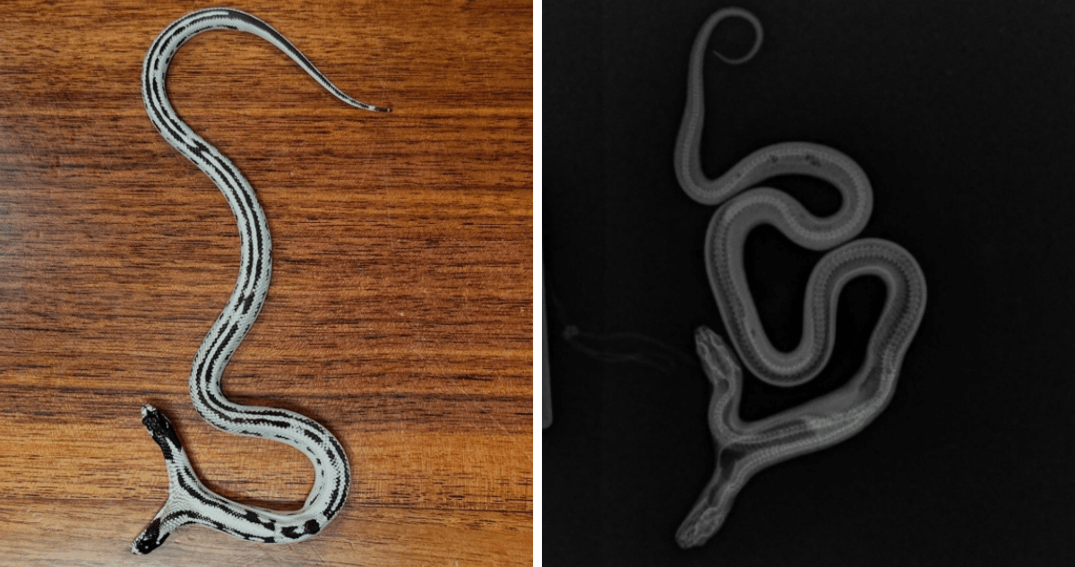 La Fascinante Supervivencia de la Serpiente de Dos Cabezas en la Tienda de Mascotas