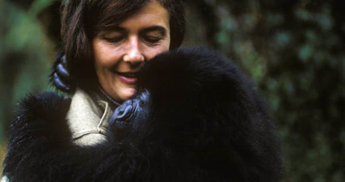 La Incansable Defensora de los Gorilas: La Vida Apasionada y Trágica de Dian Fossey