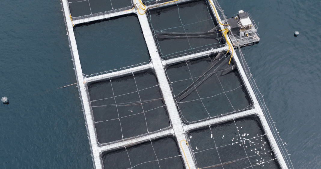 La Industria Salmonera Enfrenta Desafíos Regulatorios y Comerciales: Buscando un Equilibrio entre Desarrollo y Sostenibilidad