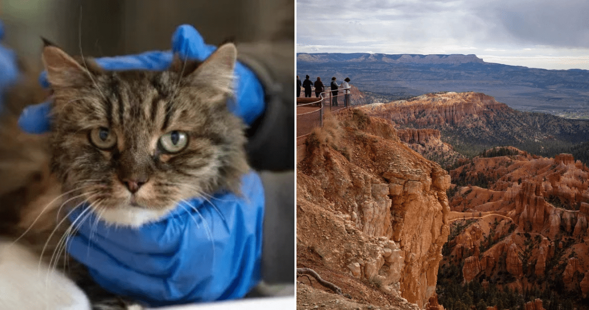 Milagro Felino: Cómo un Gato Sobrevivió a una Caída de 100 Metros en un Acantilado