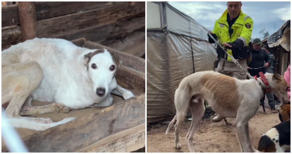 Rescate de Galgos Maltratados: Revelando la Cruda Realidad del Abandono Animal en Limache