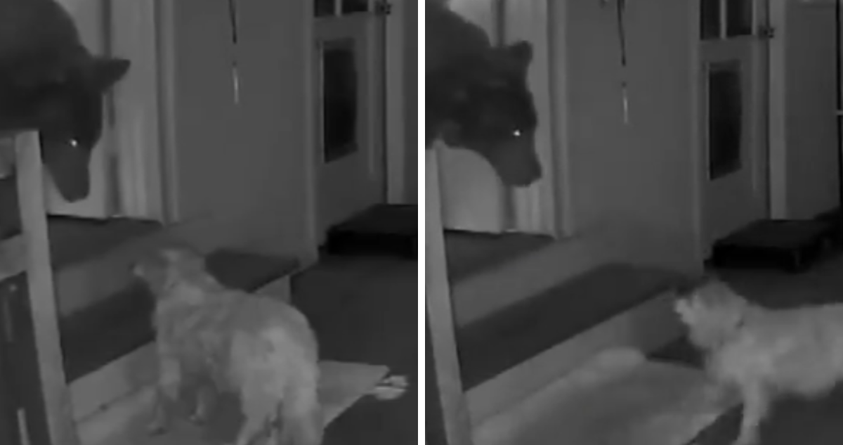 ¡Perro de 17 años enfrenta con valentía a oso intruso en su hogar!