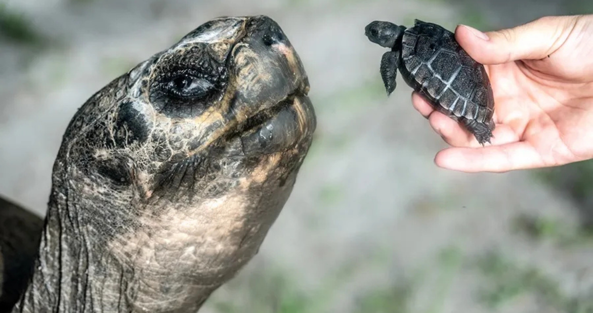 ¡Récord histórico! Tortuga de Galápagos de 134 años se convierte en padre primerizo