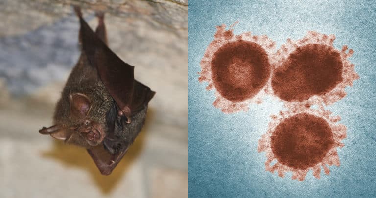 Alerta Viral: Expertos Advierten Sobre la Amenaza de una Nueva Variante de Coronavirus