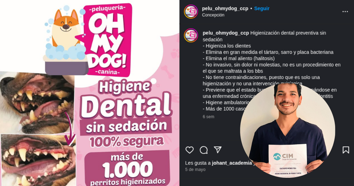 Estudiante de Veterinaria Realiza Limpieza Dental en Mascotas sin Licencia: Expertos Advierten Riesgos