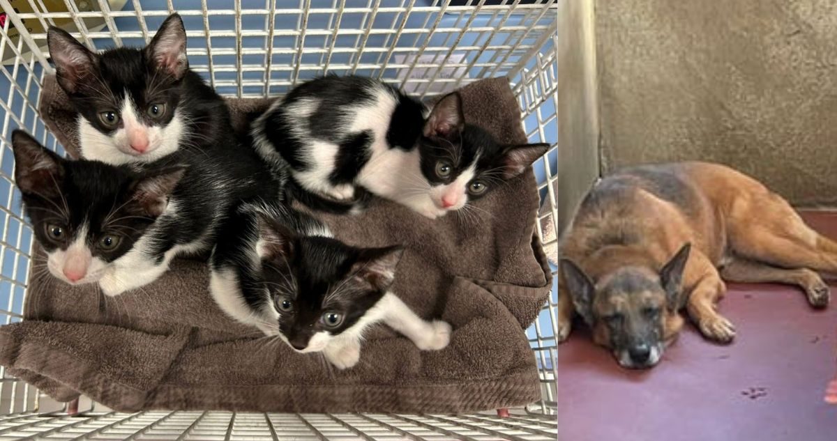 Mascotas Abandonadas: La Otra Cara de la Guerra entre Israel e Irán