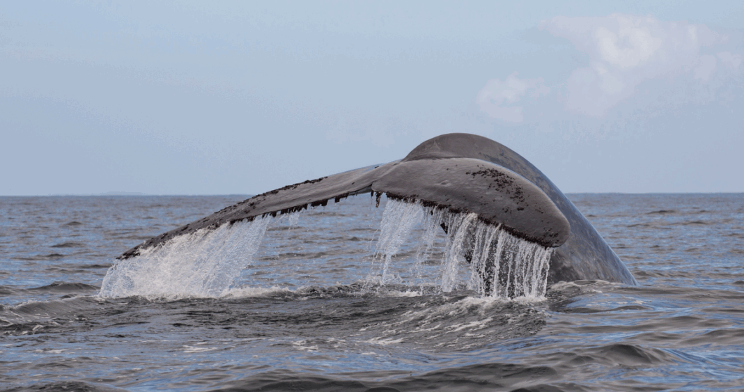 Navegación Segura y Protección de Ballenas: Una Alianza Clave en el Sur de Chile