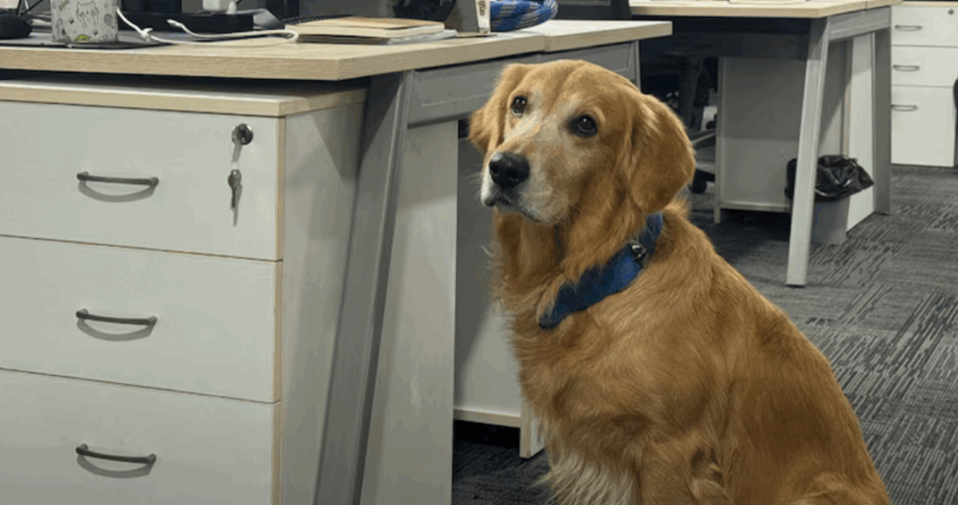 Perro 'Director de Felicidad' Revoluciona Ambiente Laboral en Startup India