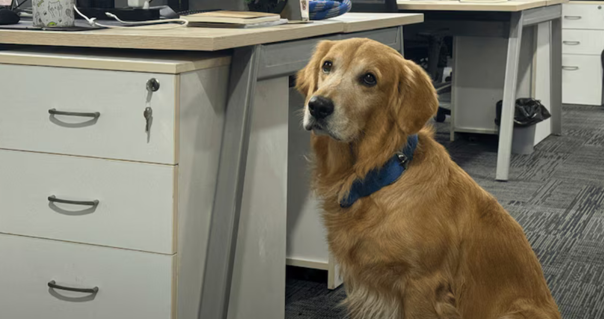Perro 'Director de Felicidad' Revoluciona Ambiente Laboral en Startup India