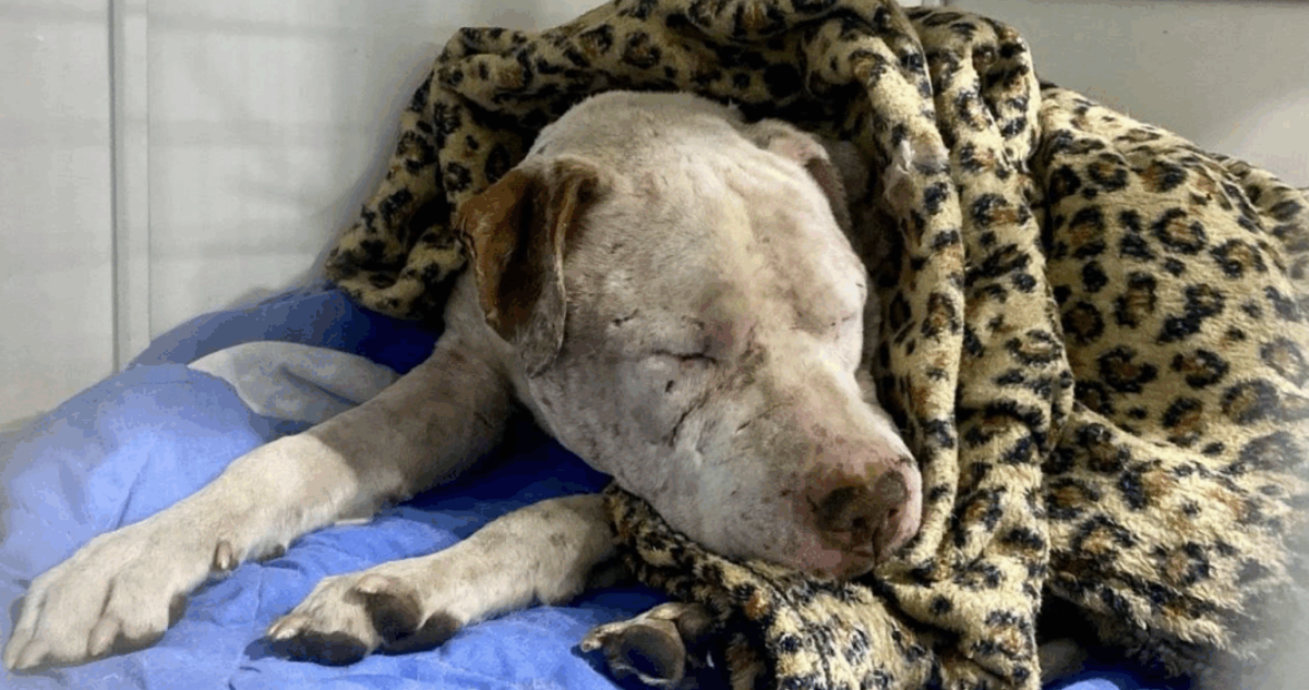 Perro Rescatado Tras Brutal Pelea Clandestina: Una Historia de Supervivencia y Esperanza