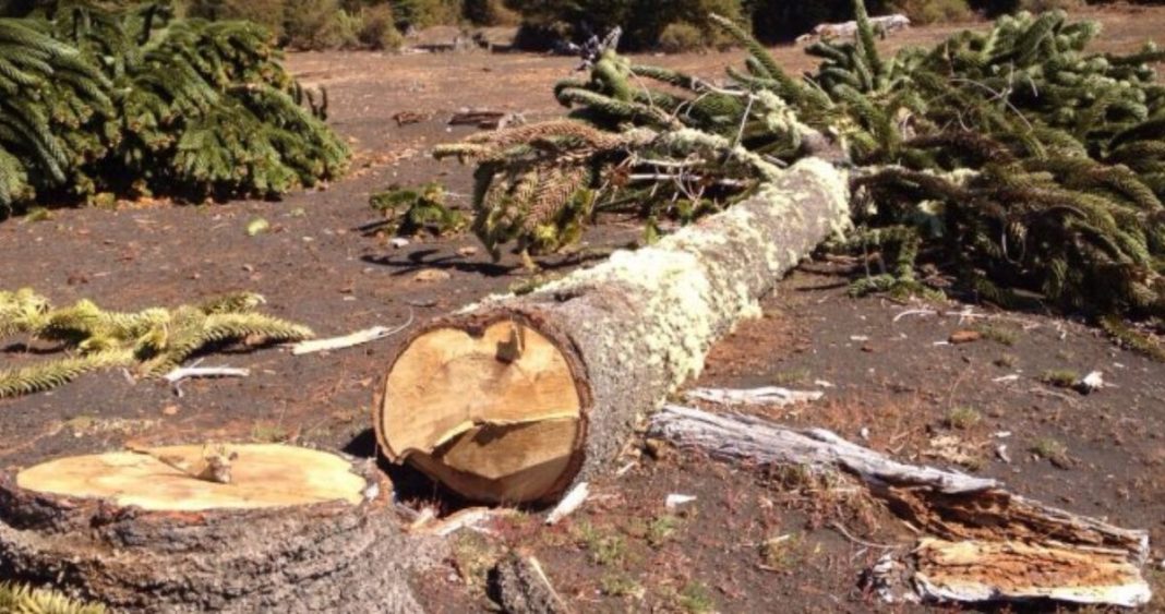 Trágica Muerte de Trabajador en Faenas de Tala de Árboles en Ancud