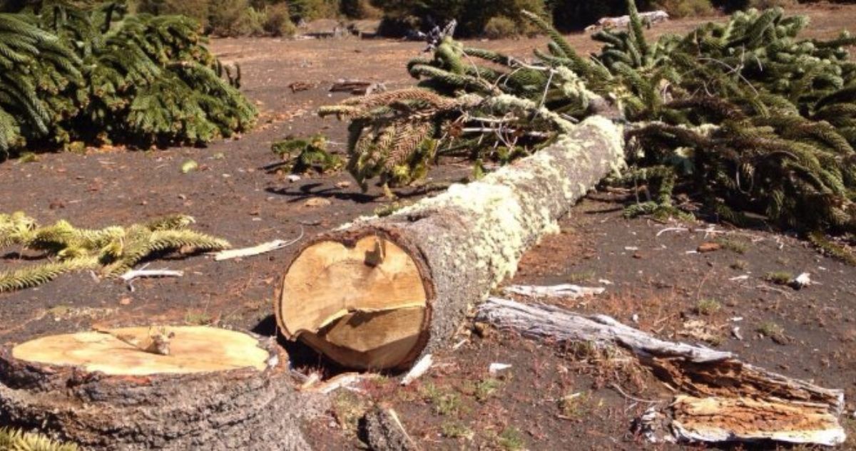 Trágica Muerte de Trabajador en Faenas de Tala de Árboles en Ancud