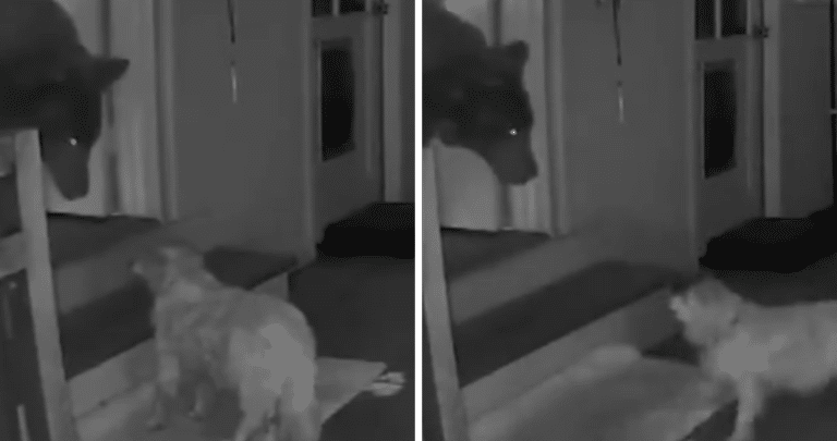 ¡Perro de 17 años enfrenta con valentía a oso intruso en su hogar!