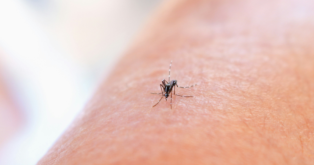 Alerta Mundial por el Virus Chikungunya: Enfermedad Debilitante y Peligrosa