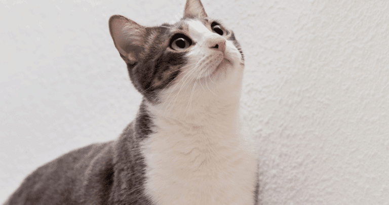 Anciano chino ofrece herencia a quien cuide de su gata tras su muerte