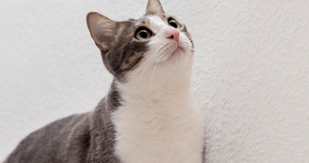 Anciano chino ofrece herencia a quien cuide de su gata tras su muerte