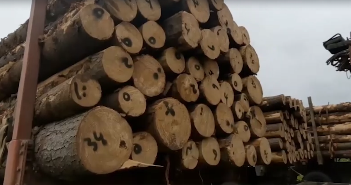Aserraderos Formalizados por Receptar Madera Robada en Bío Bío y La Araucanía