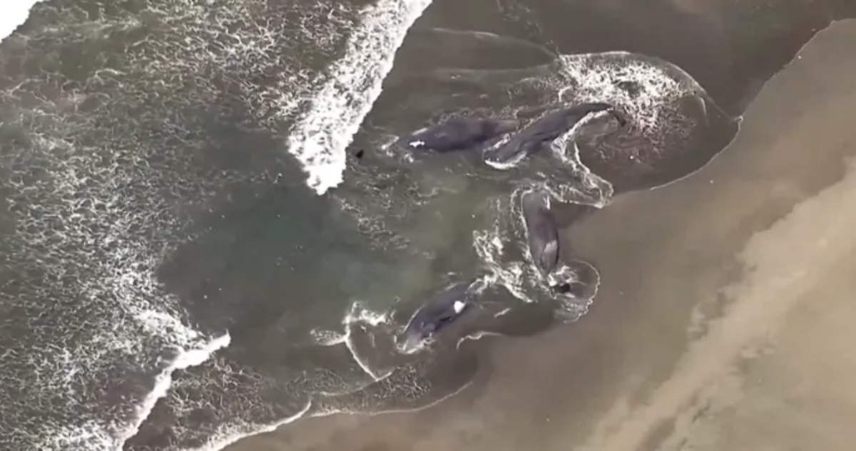 Ballenas Varadas en Japón: Desenmascarando el Mito de la Premonición Animal