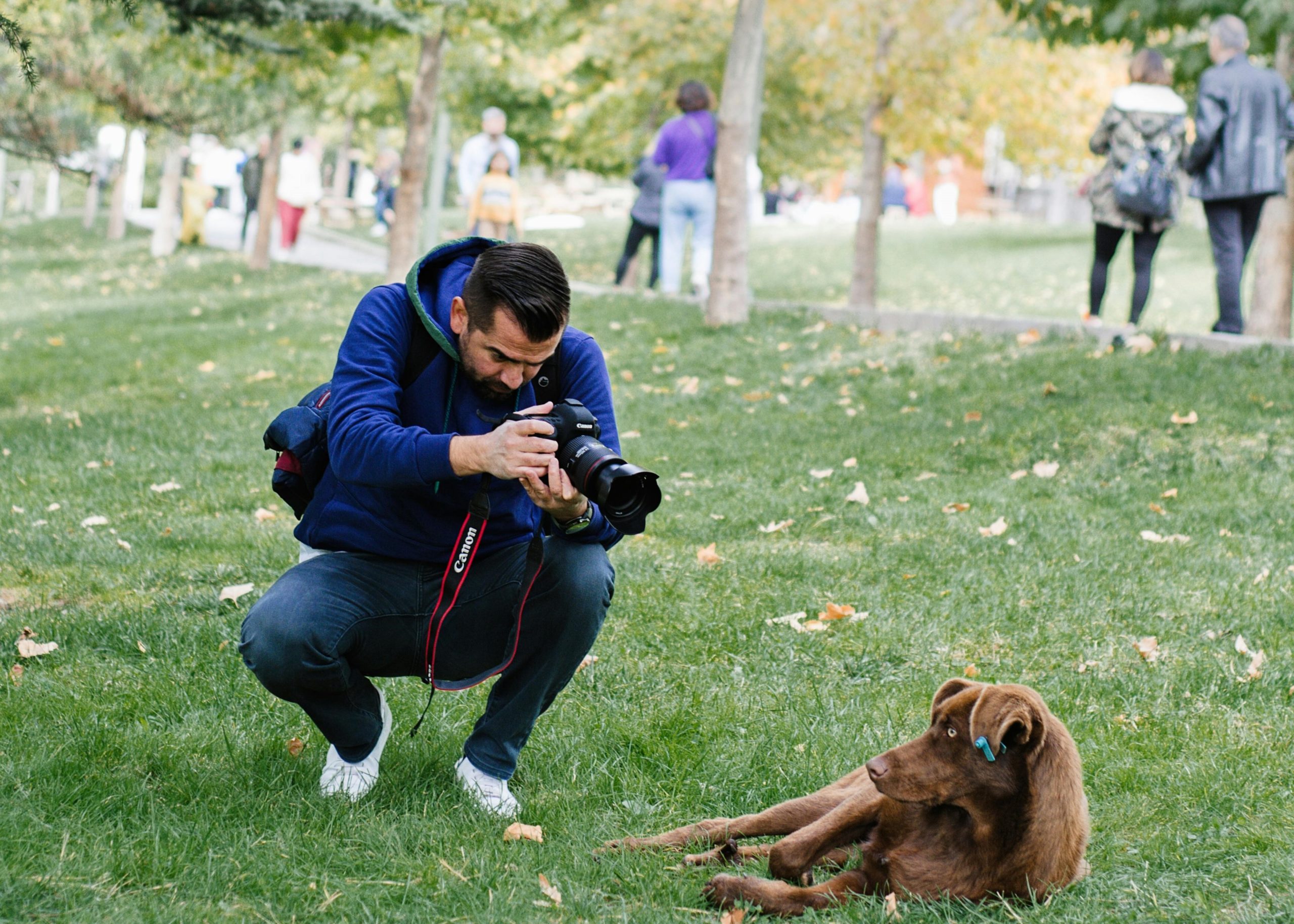 Captura la Esencia de tu Mejor Amigo Peludo: Consejos Fotográficos para Perros Estrella