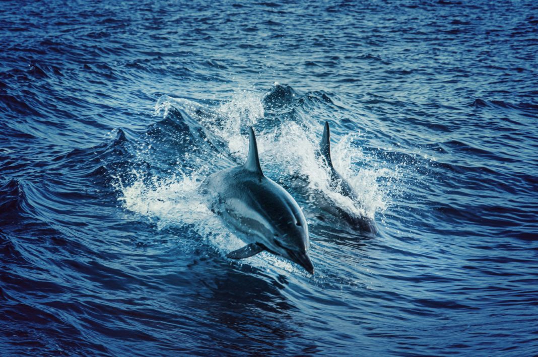 Cómo Proteger a las Ballenas y Delfines: Acciones Sencillas que Marcan la Diferencia