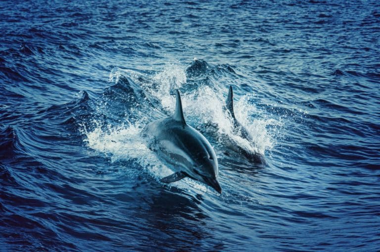 Cómo Proteger a las Ballenas y Delfines: Acciones Sencillas que Marcan la Diferencia