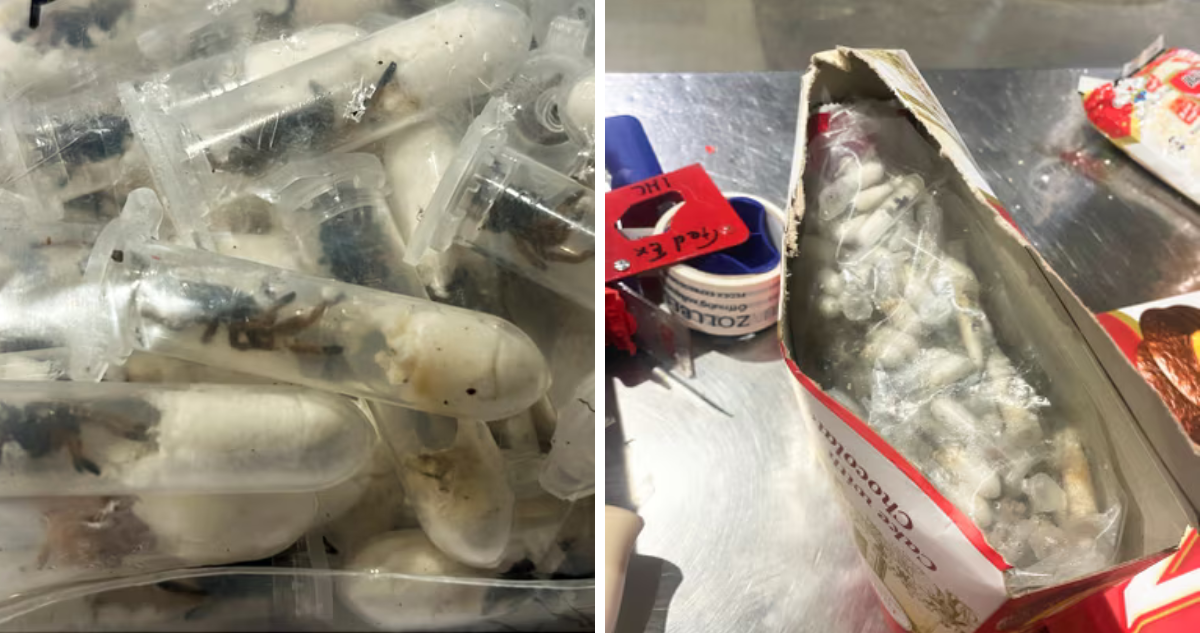 Descubren 1.500 Arañas Ocultas en Envases de Galletas en Aeropuerto Alemán
