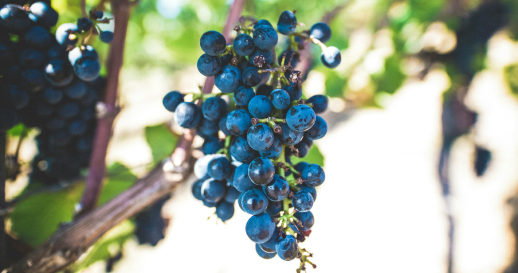 Descubren que el Orujo de Vino Puede Combatir la Peligrosa Bacteria Helicobacter Pylori