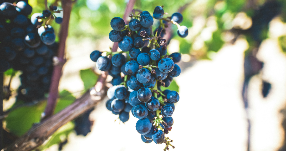 Descubren que el Orujo de Vino Puede Combatir la Peligrosa Bacteria Helicobacter Pylori