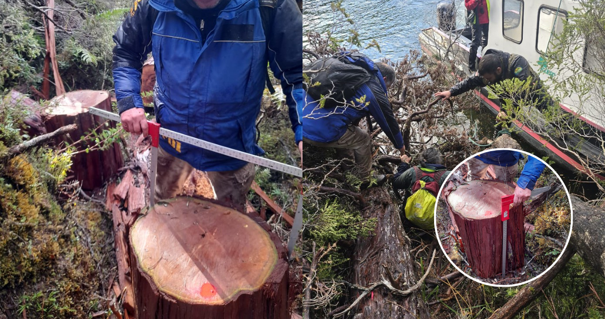 Devastación Centenaria: Conaf Denuncia Tala Ilegal de Cipreses Milenarios en Reserva Nacional de Aysén