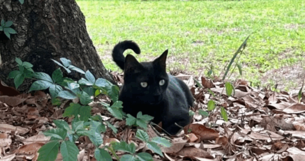 El Gato Pepper: Descubriendo Virus Emergentes que Podrían Afectar a Humanos y Animales