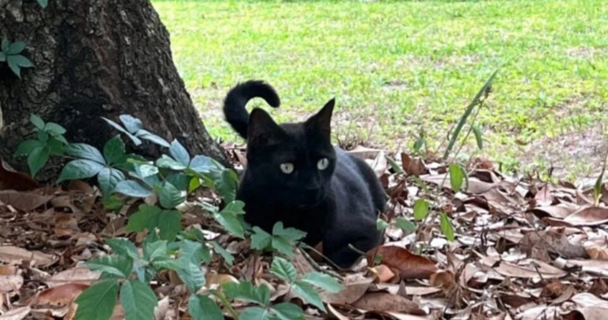 El Gato Pepper: Descubriendo Virus Emergentes que Podrían Afectar a Humanos y Animales