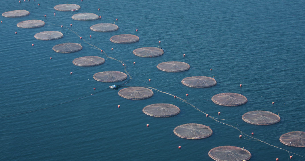Empresas de alimentos para salmones acusadas de colusión durante más de una década